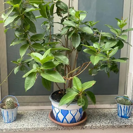 Apartment La Casa Di Andrea *